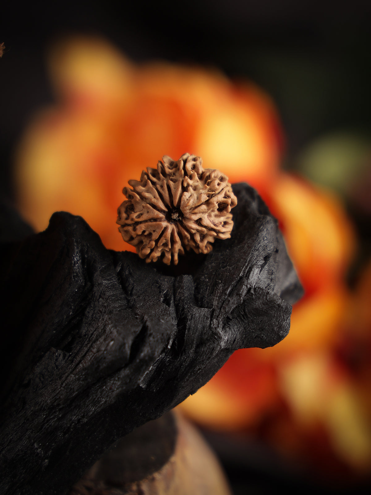 11 mukhi Rudraksha