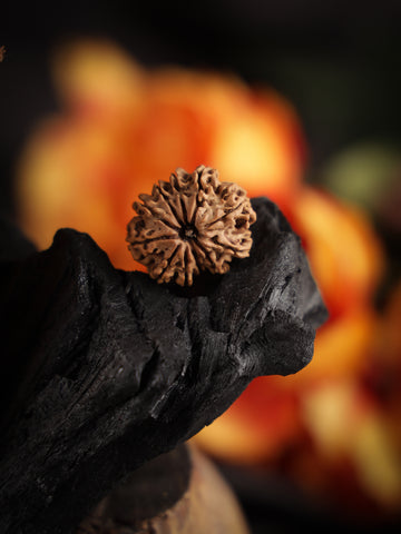 11 mukhi Rudraksha