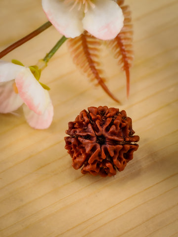 8 mukhi Rudraksha