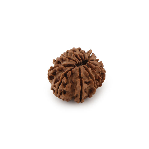 11 mukhi Rudraksha