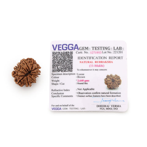 11 mukhi Rudraksha