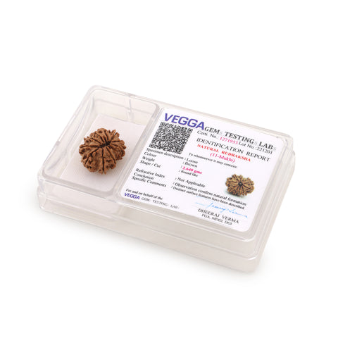 11 mukhi Rudraksha