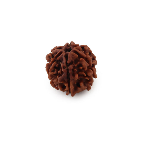 8 mukhi Rudraksha